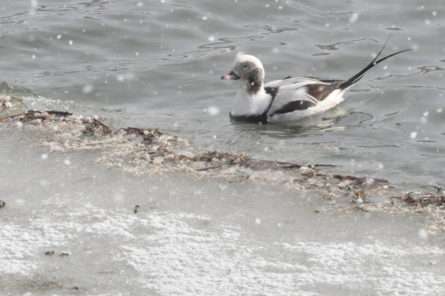 Long-tailed Duck