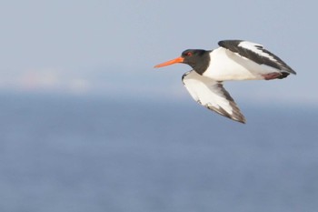 Eurasian Oystercatcher 安濃川河口 Sat, 1/6/2024