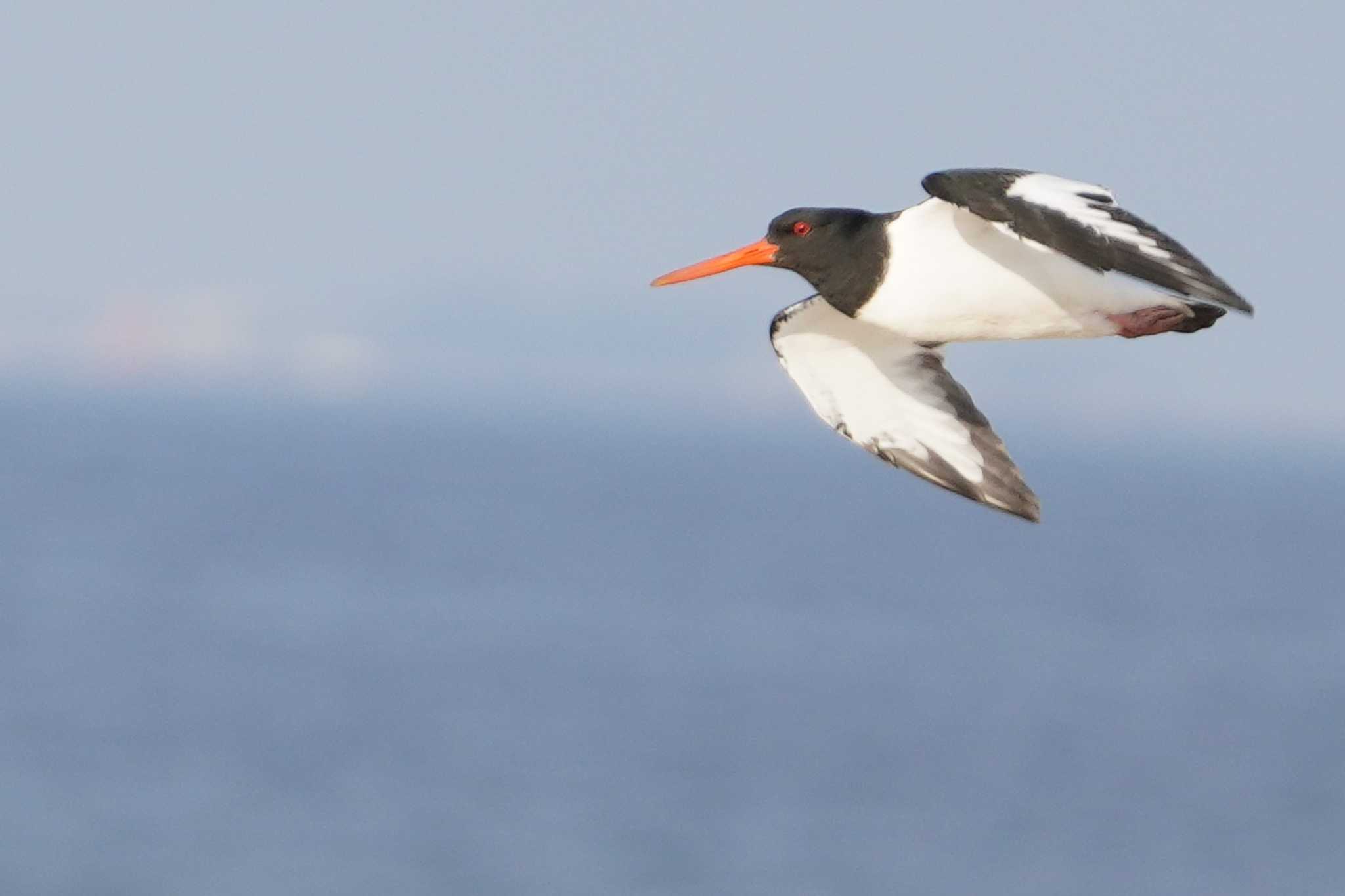 Eurasian Oystercatcher