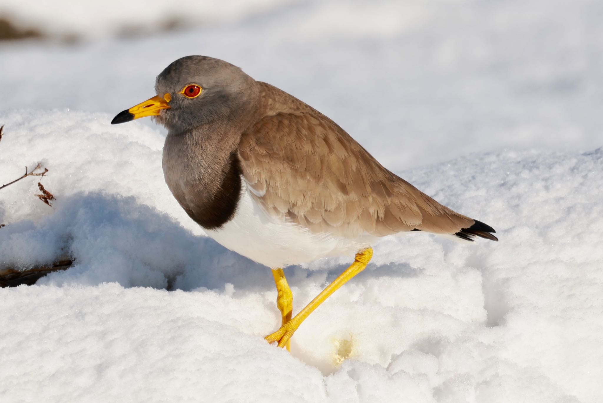 Photo of Grey-headed Lapwing at Nabeta Reclaimed land by すもも