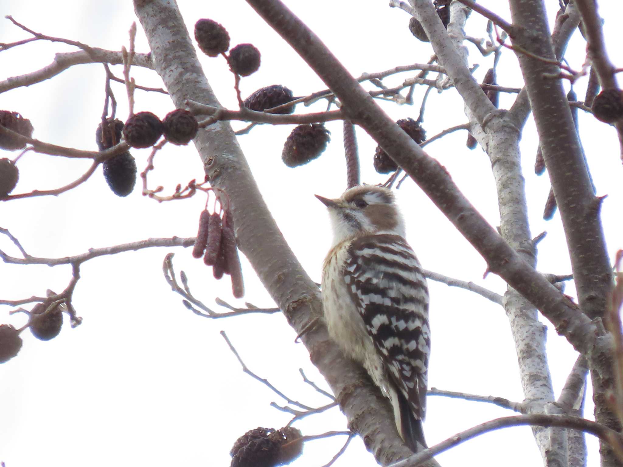 Japanese Pygmy Woodpecker