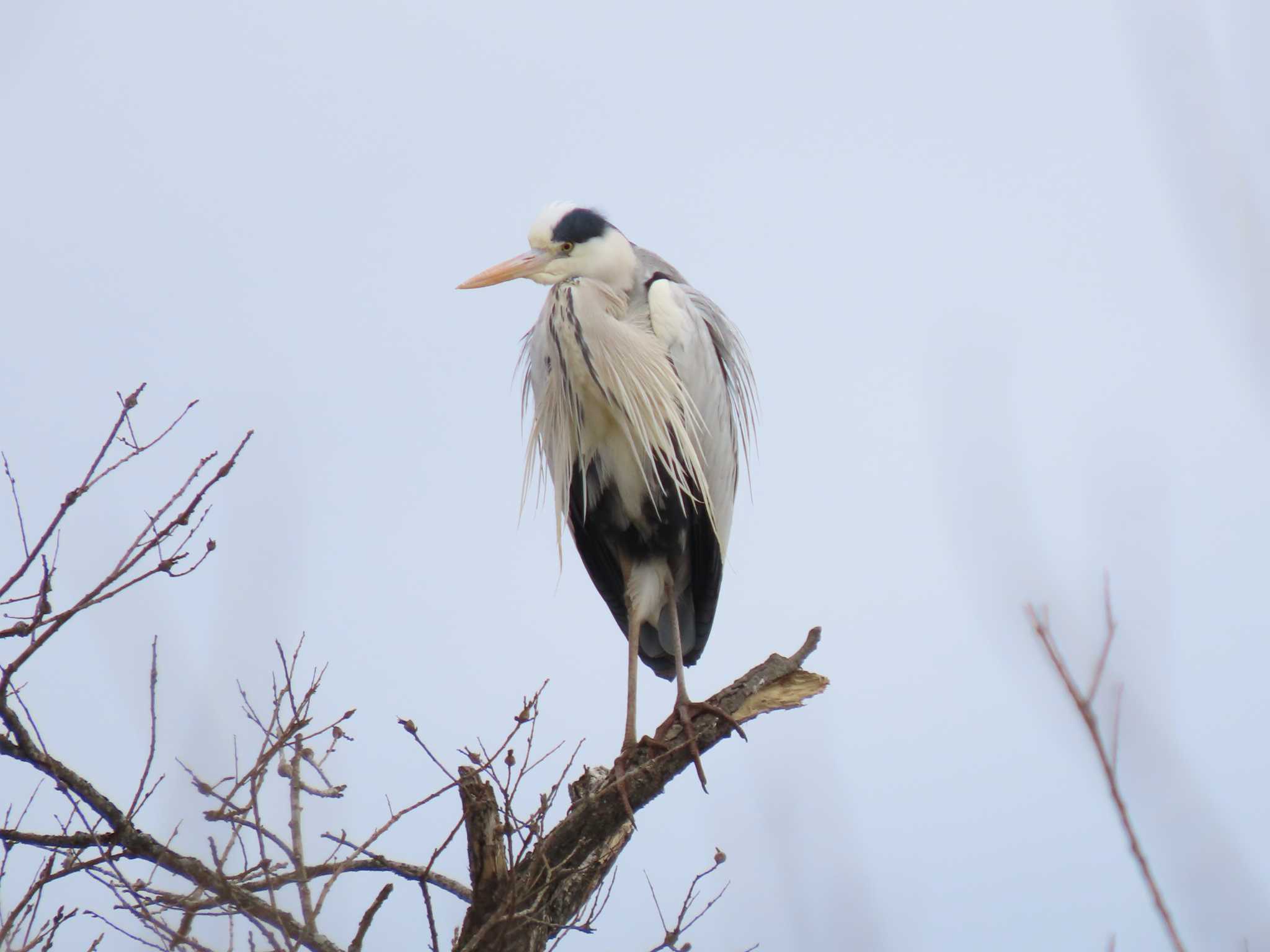 Grey Heron