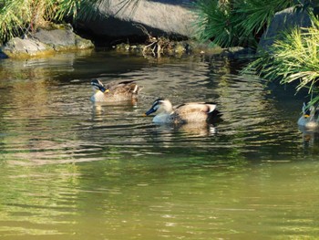 Eastern Spot-billed Duck Hibiya Park Thu, 1/25/2024