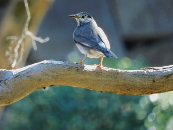 White-cheeked Starling Hibiya Park Thu, 1/25/2024