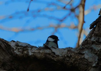 Japanese Tit Hibiya Park Thu, 1/25/2024