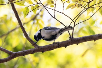 Japanese Tit 伊勢市近郊 Mon, 11/20/2023