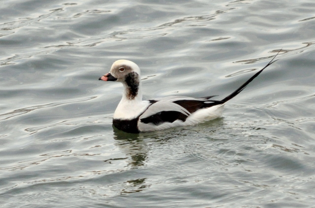 Long-tailed Duck