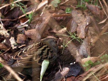 Grey Bunting Asaba Biotope Tue, 1/23/2024