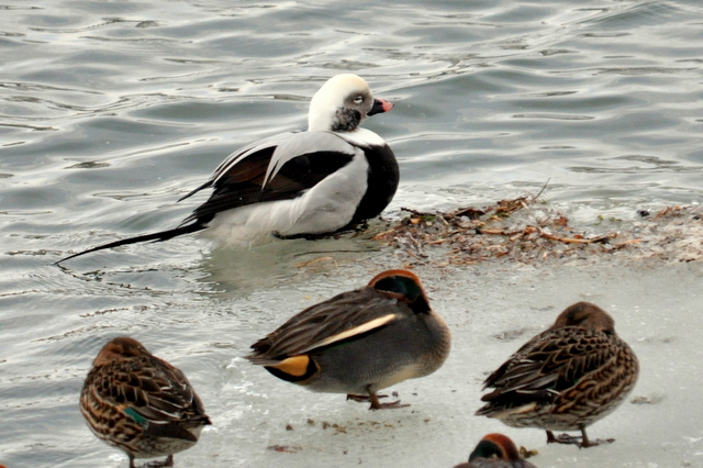 Long-tailed Duck