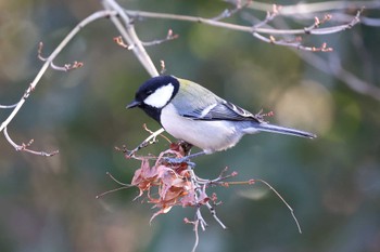 シジュウカラ 馬見丘陵公園 2022年12月29日(木)