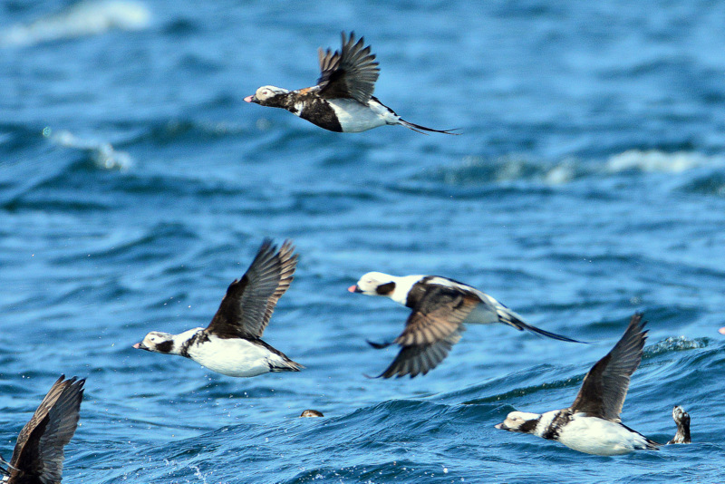 Photo of Long-tailed Duck at 北海道 by Markee Norman