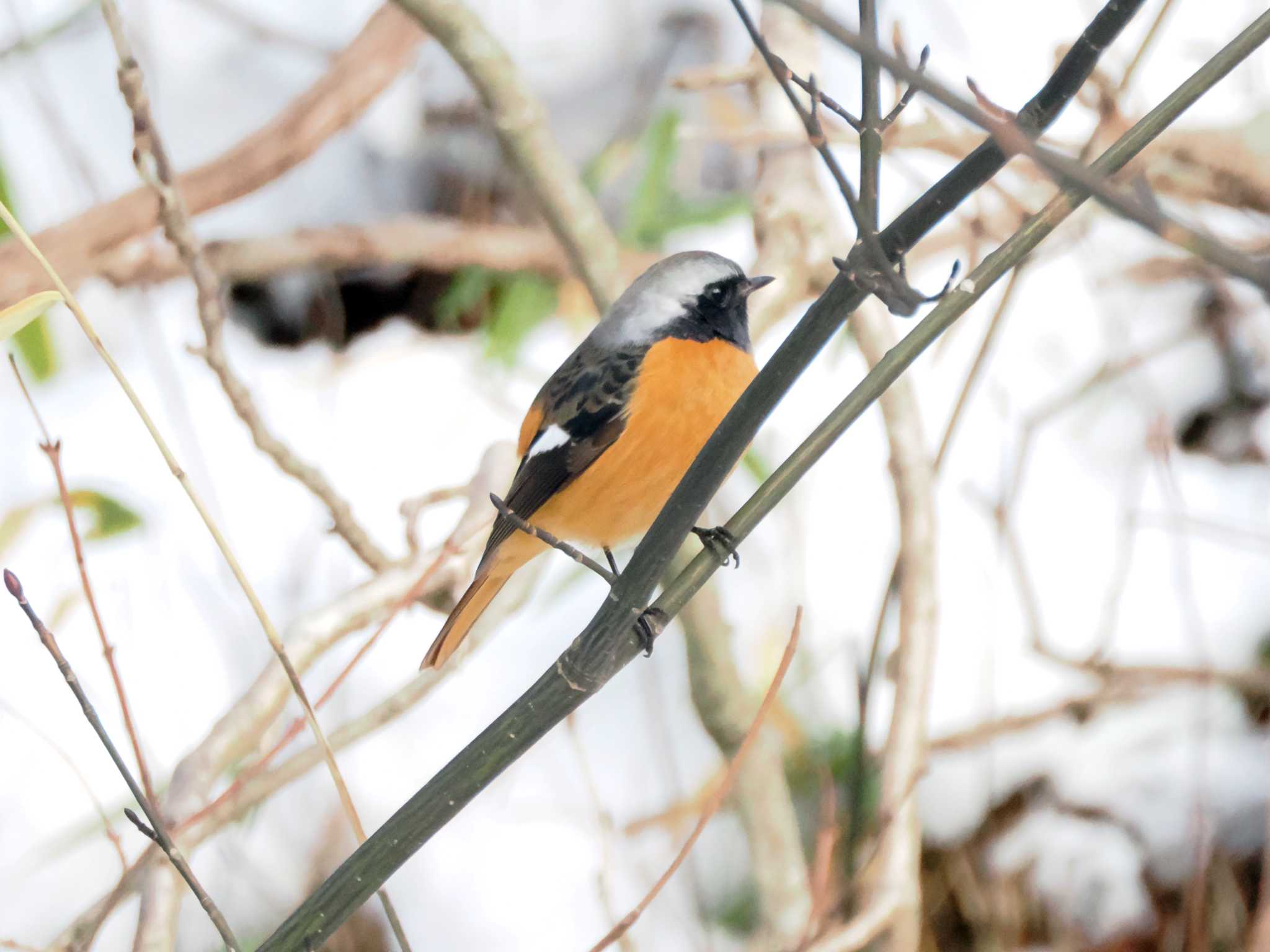 Photo of Daurian Redstart at 仙台市・水の森公園 by ぴーさん