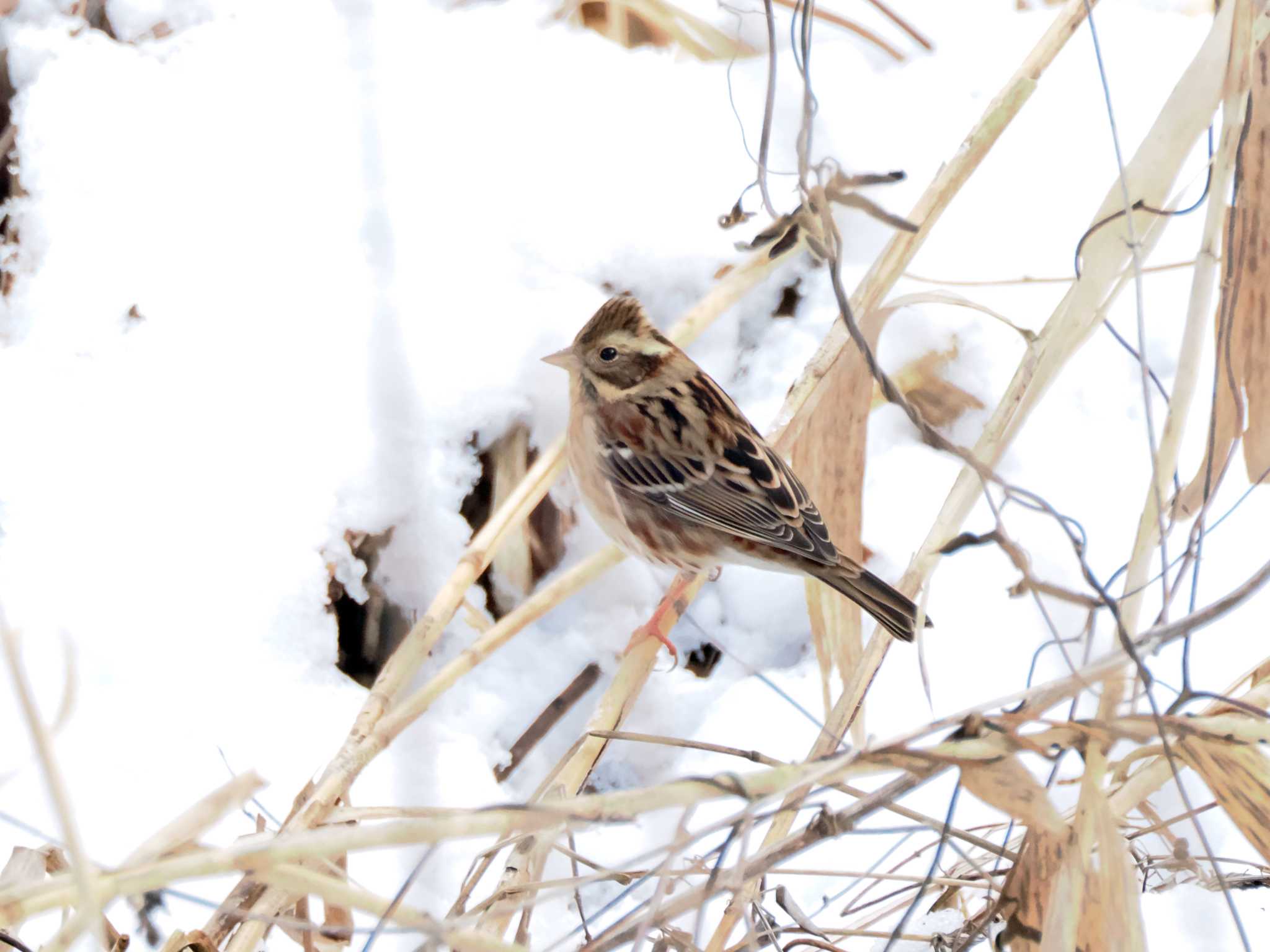 Photo of Rustic Bunting at 仙台市・水の森公園 by ぴーさん