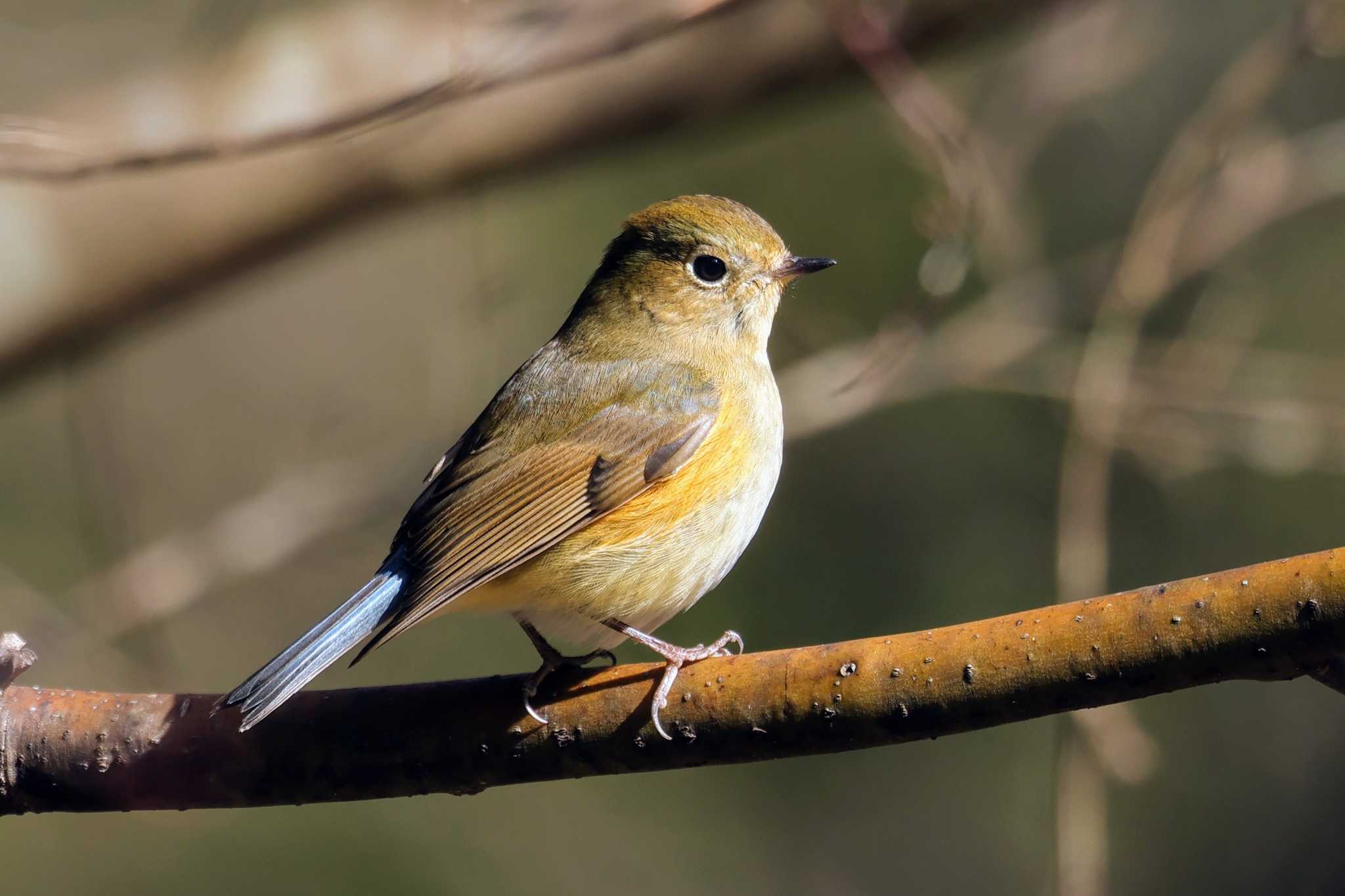 Photo of Red-flanked Bluetail at 箕面山 by トビトチヌ