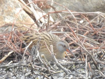 Thu, 1/25/2024 Birding report at 花園中央公園