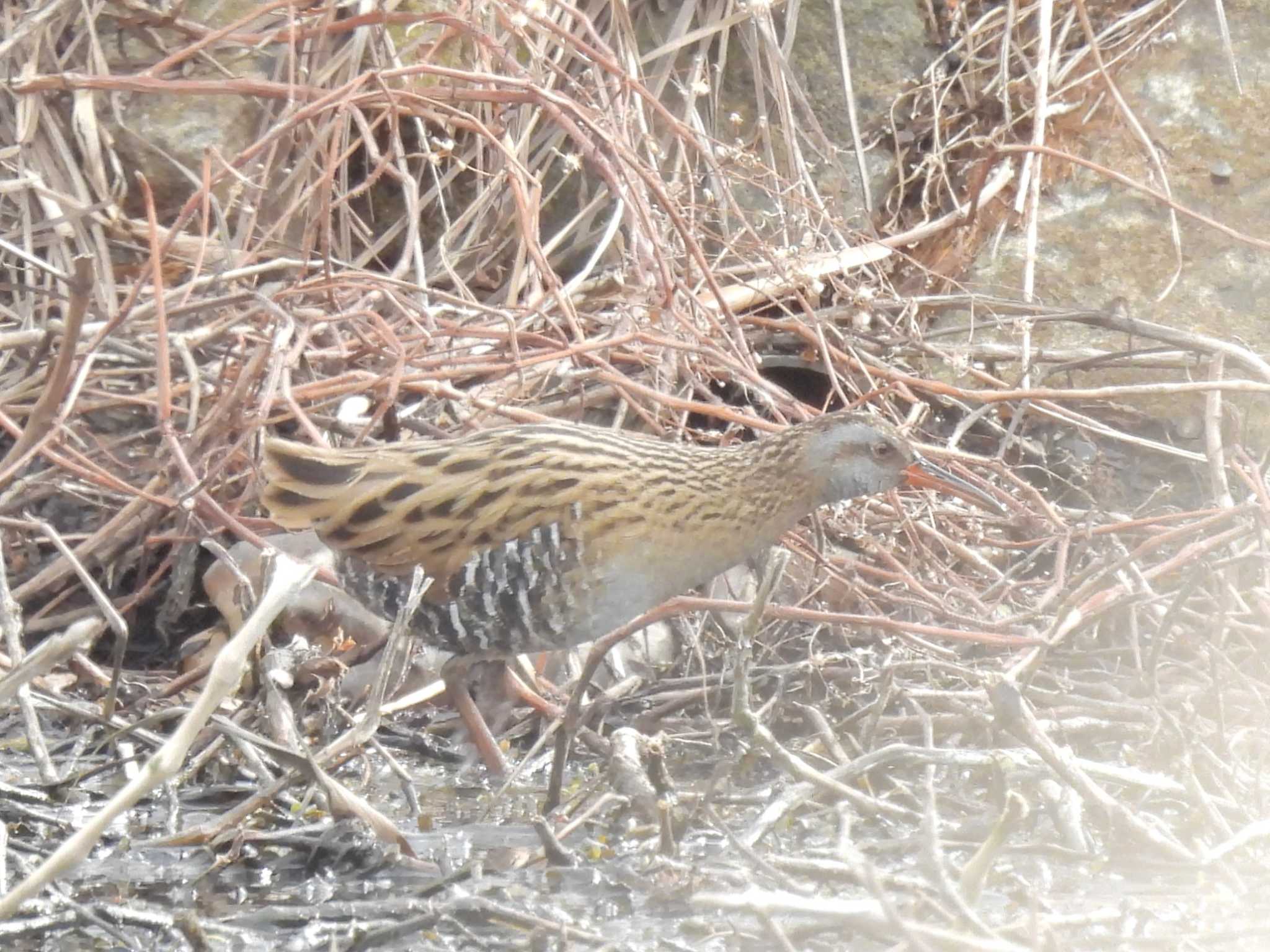 Brown-cheeked Rail