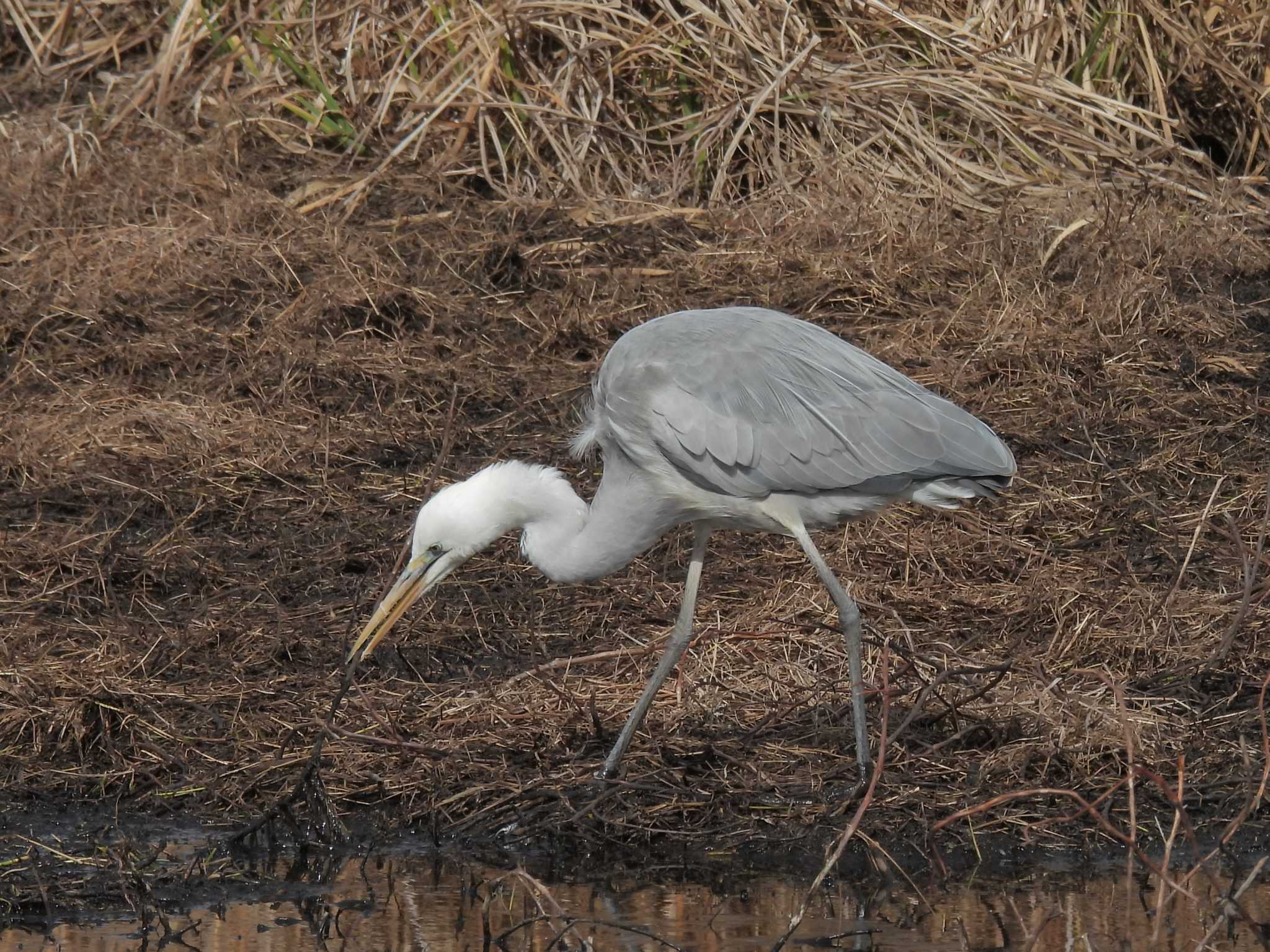 Great Egret x Grey Heron