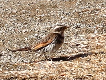 2024年1月25日(木) 長津川ふれあい広場の野鳥観察記録