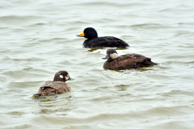 北海道 クロガモの写真 by Markee Norman