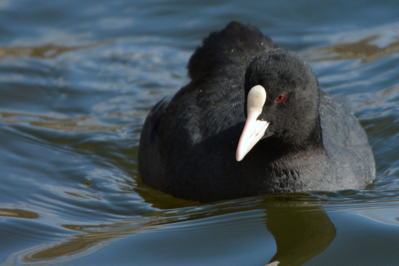 Eurasian Coot