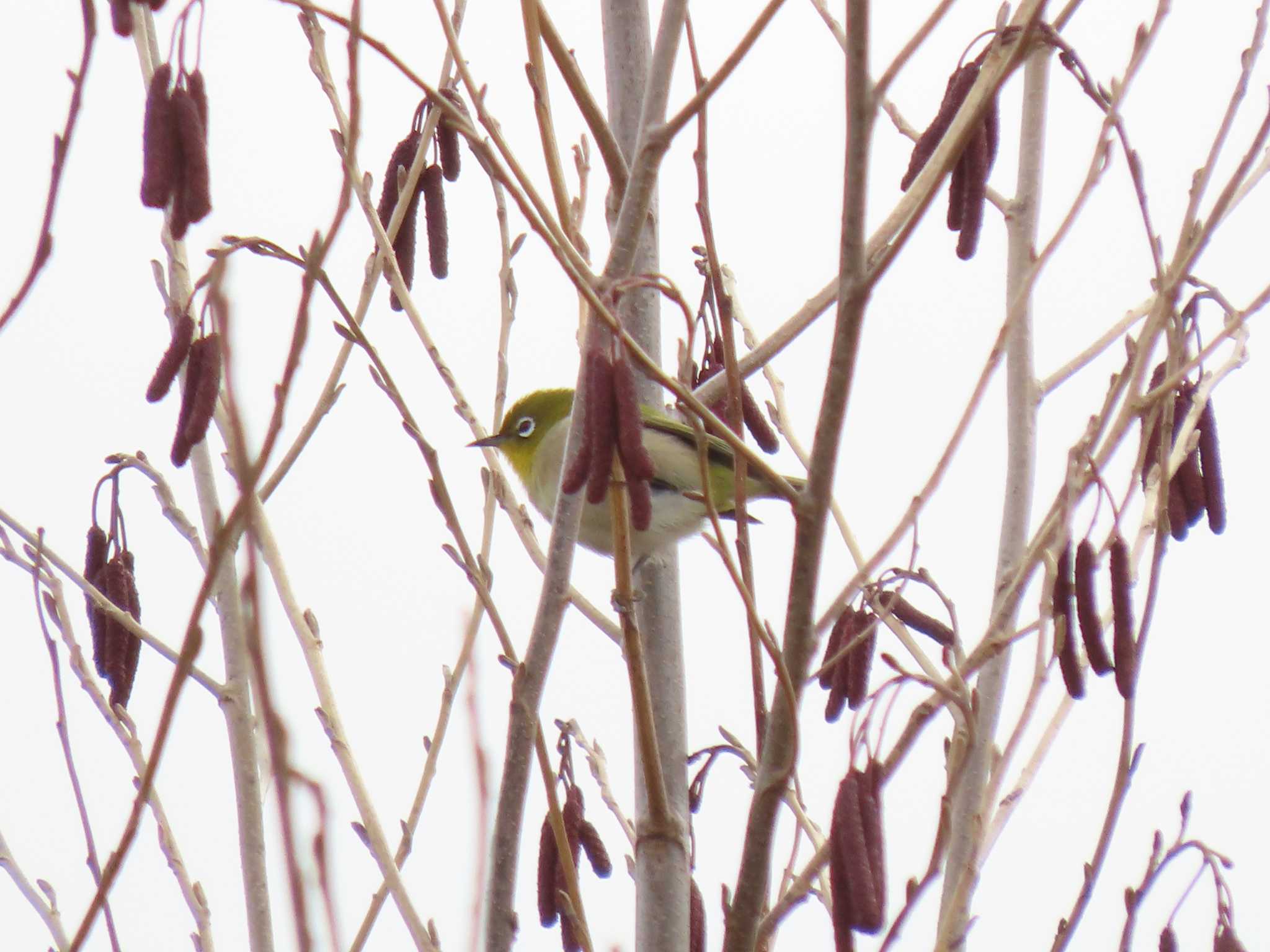 Warbling White-eye