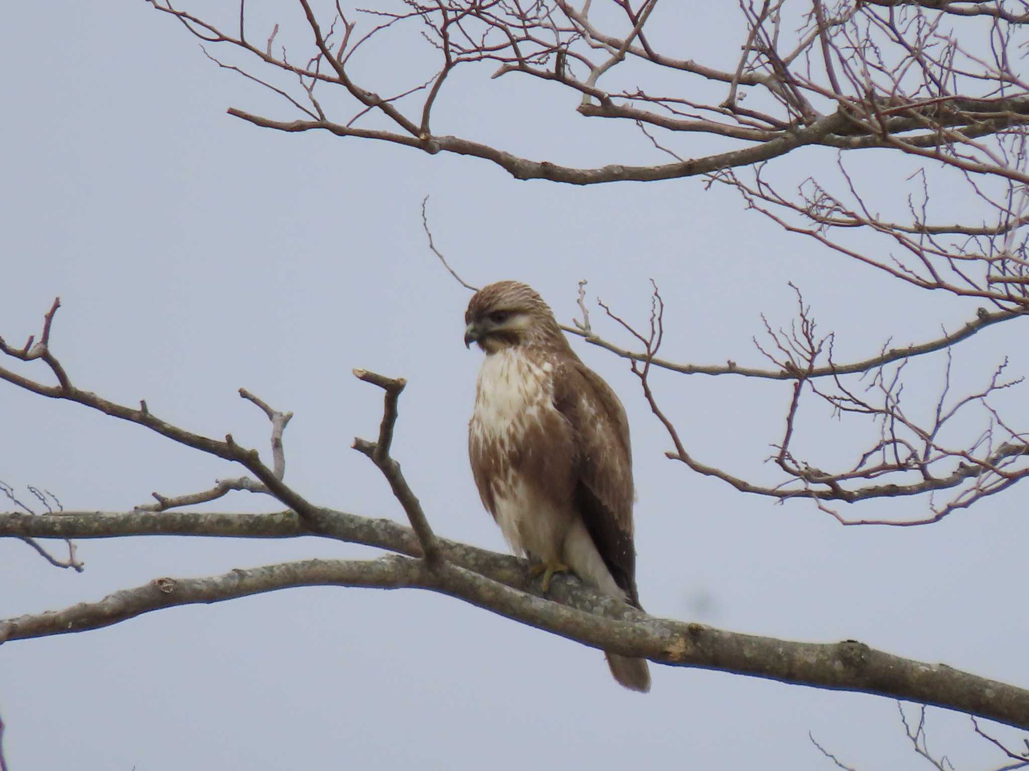 Eastern Buzzard