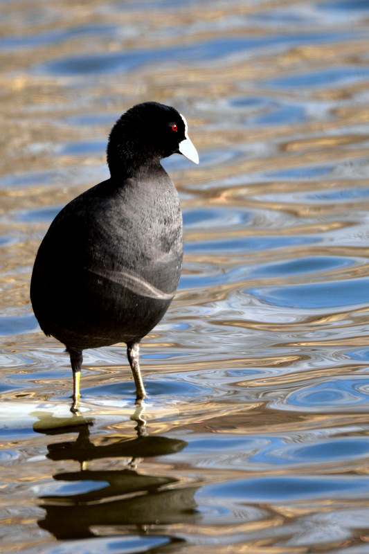 Eurasian Coot