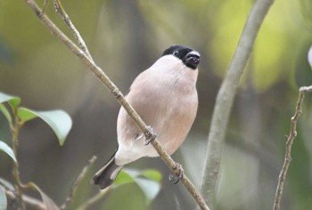 Eurasian Bullfinch(rosacea) Meiji Jingu(Meiji Shrine) Wed, 1/24/2024