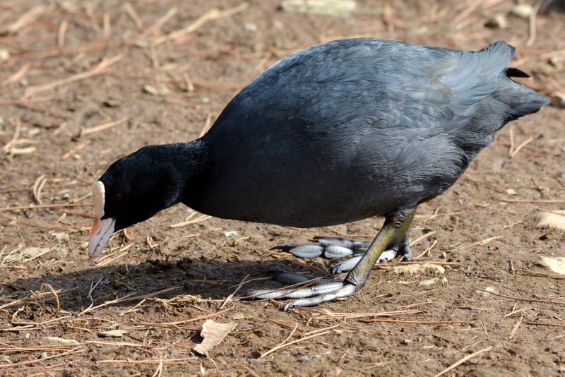 Eurasian Coot