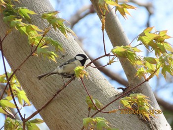 シジュウカラ ぼうさいの丘公園 2023年4月3日(月)