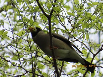 イカル ぼうさいの丘公園 2023年4月6日(木)