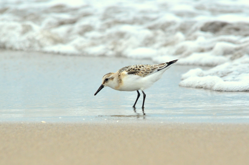 Sanderling