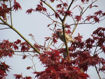 Eurasian Tree Sparrow Unknown Spots Fri, 5/1/2015