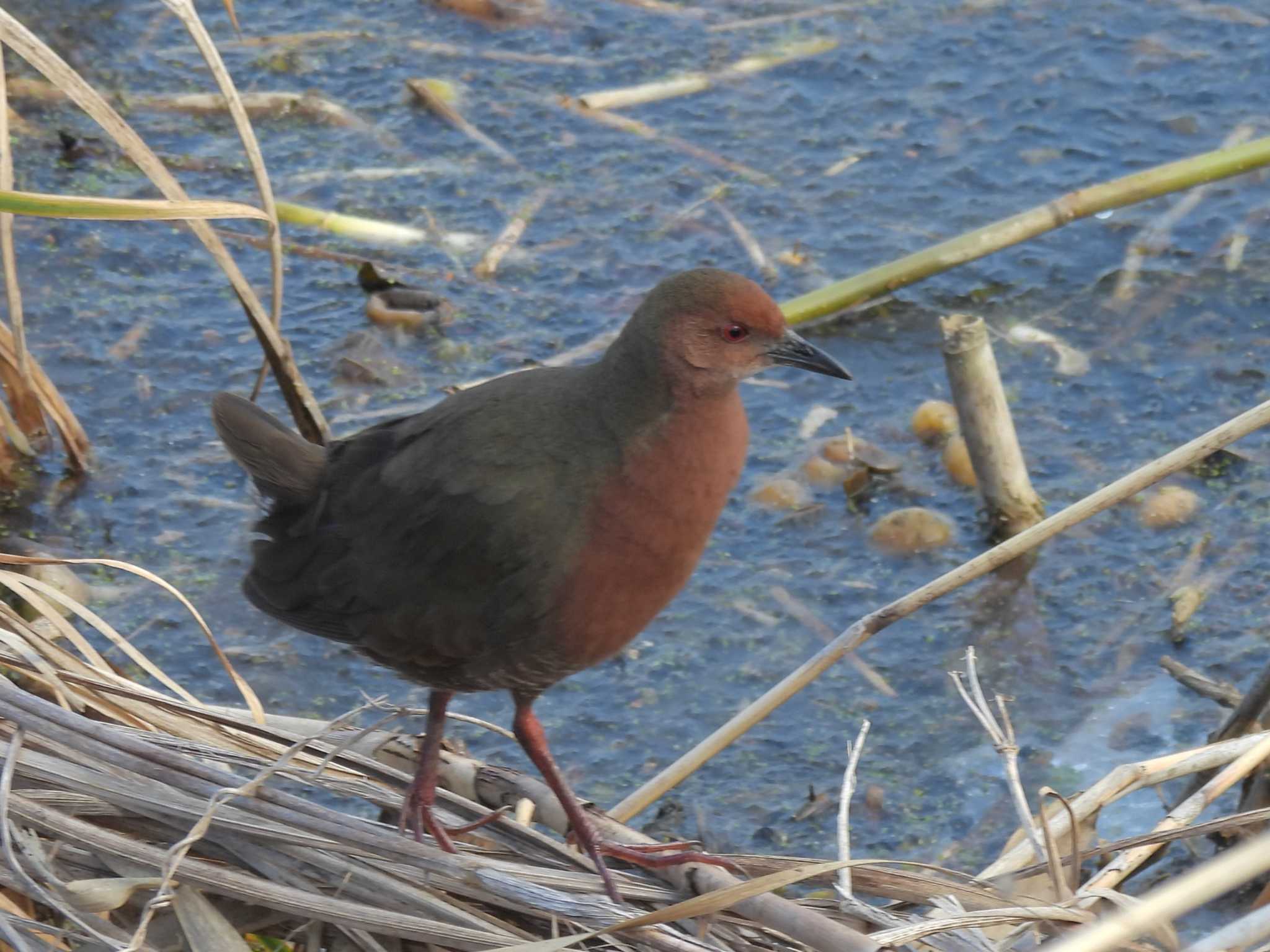 Photo of Ruddy-breasted Crake at 花園中央公園 by ゆりかもめ