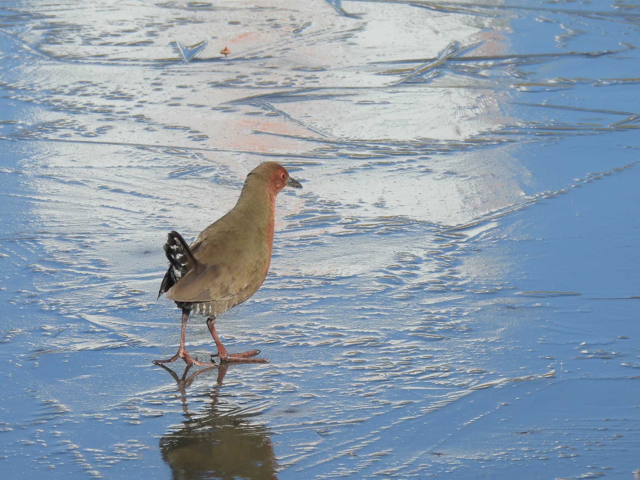 Photo of Ruddy-breasted Crake at 花園中央公園 by ゆりかもめ