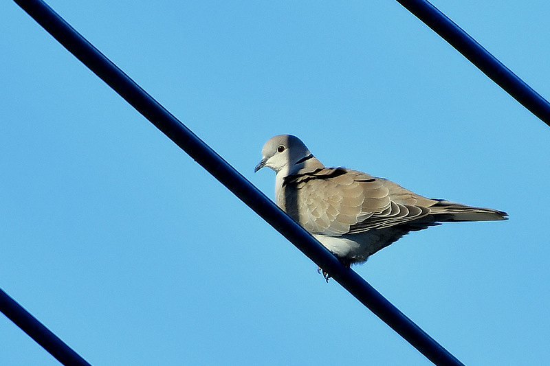 Eurasian Collared Dove