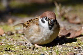 Eurasian Tree Sparrow 福岡県春日市 Thu, 1/25/2024