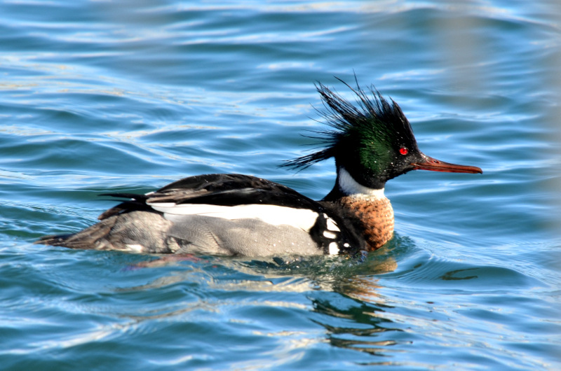 Red-breasted Merganser