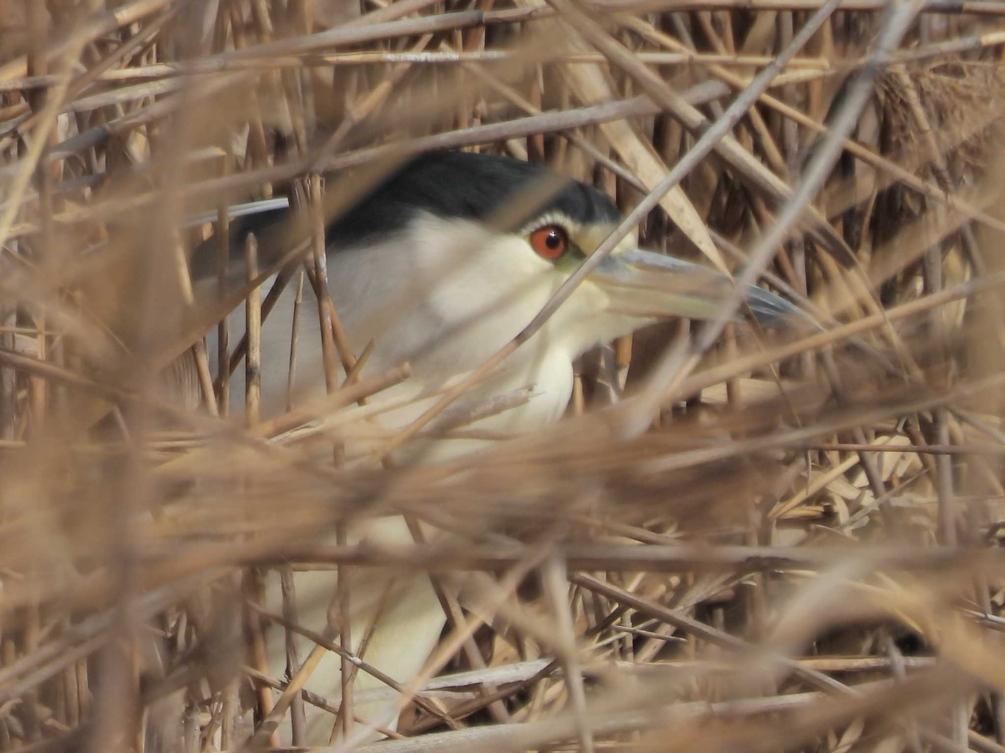 Black-crowned Night Heron