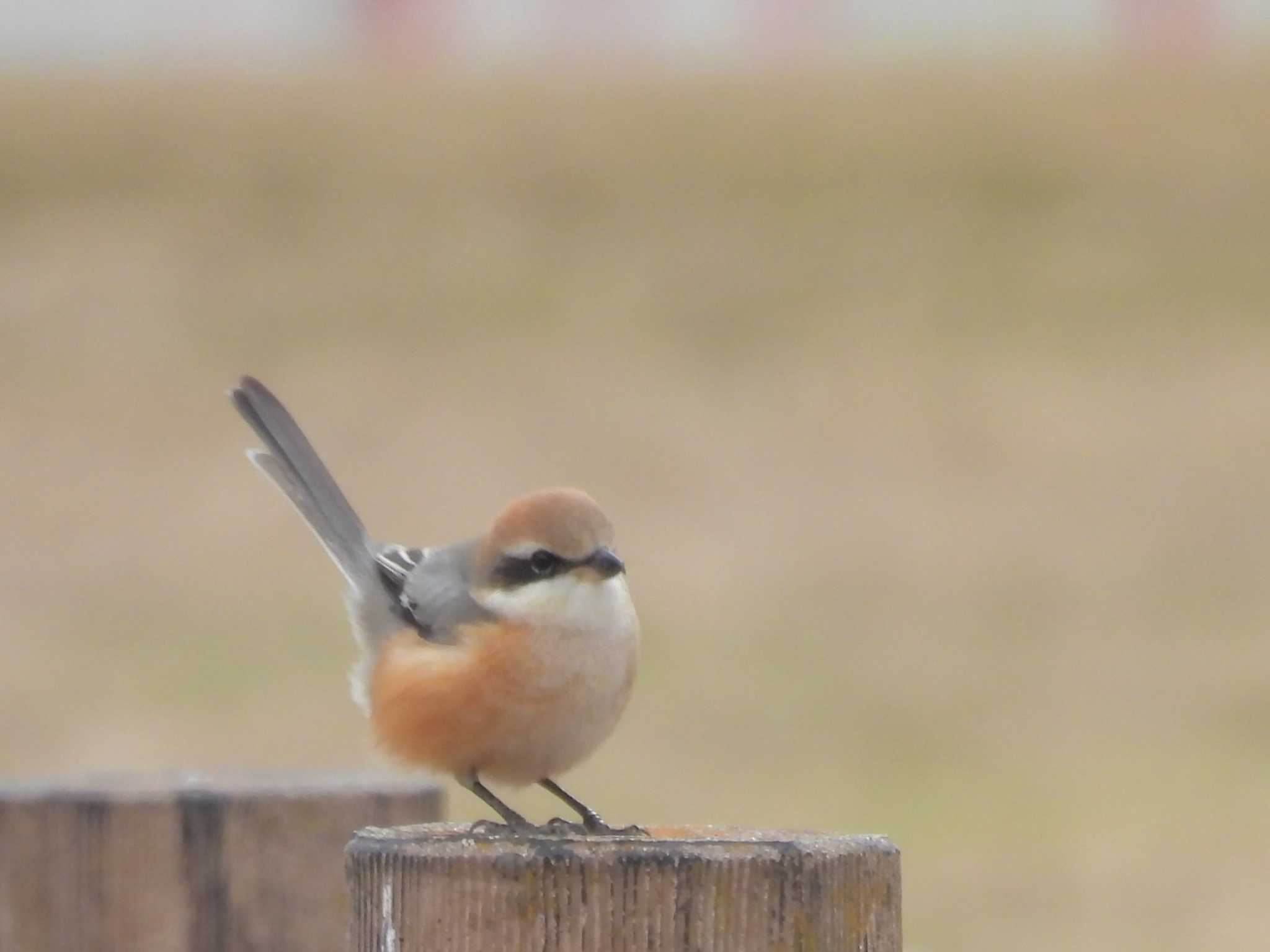 Bull-headed Shrike