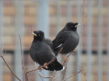 Crested Myna 花園中央公園 Thu, 1/25/2024