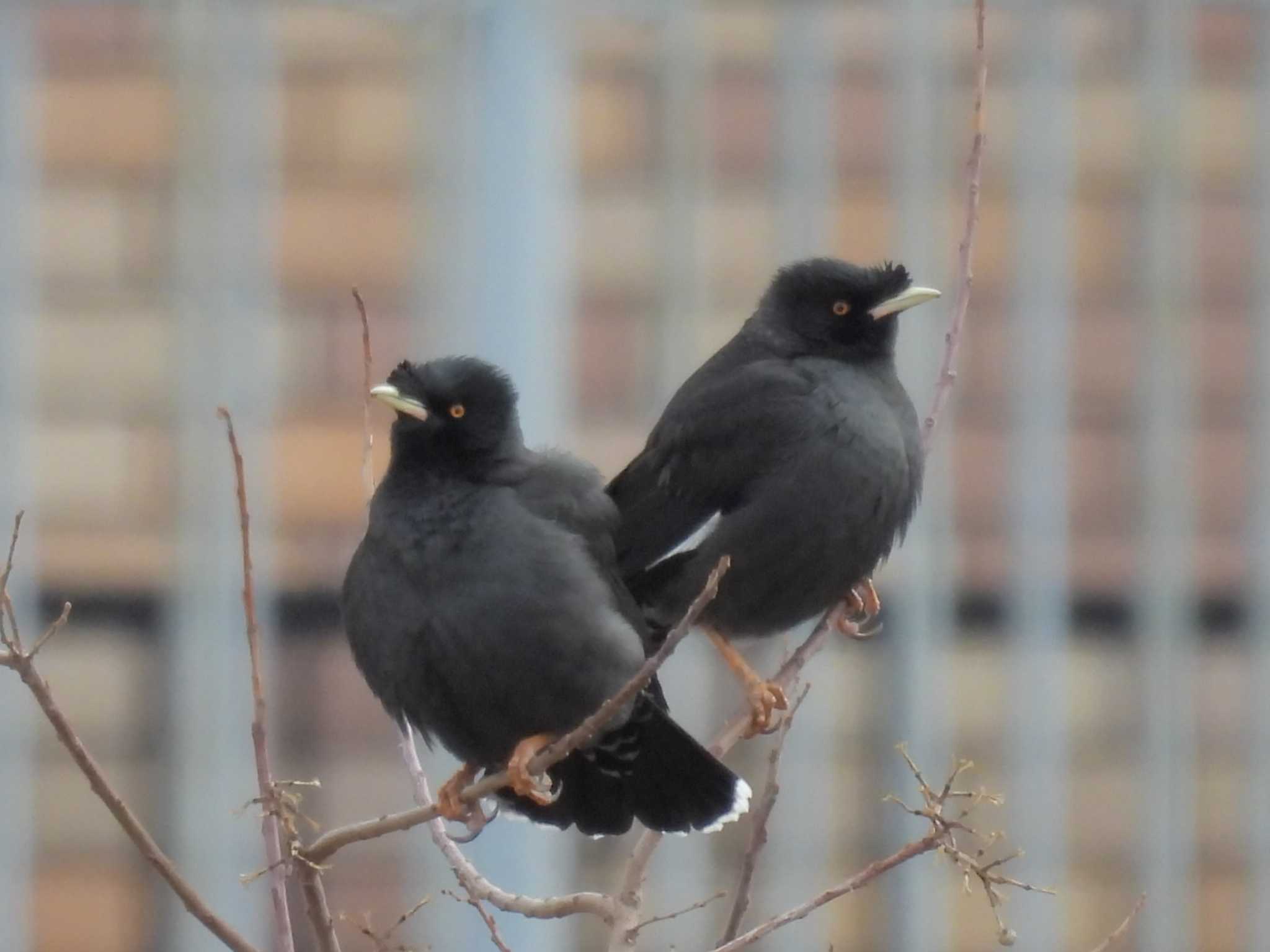 Crested Myna