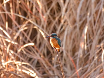 カワセミ 波志江沼環境ふれあい公園 2024年1月2日(火)