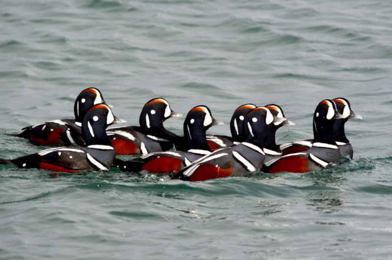 Harlequin Duck