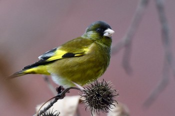 Grey-capped Greenfinch 福岡県春日市 Thu, 1/25/2024