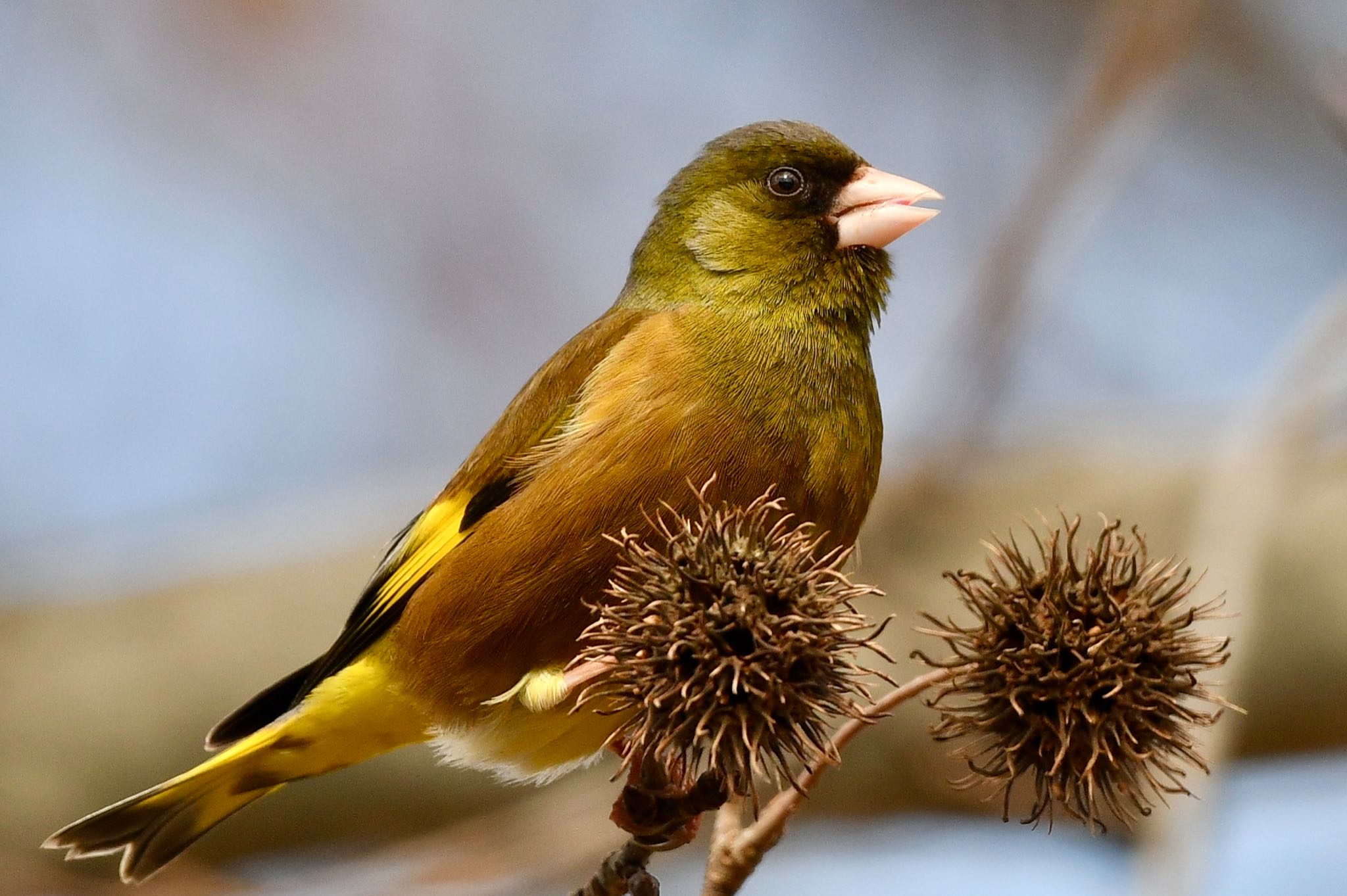 Photo of Grey-capped Greenfinch at 福岡県春日市 by にょろちょろ