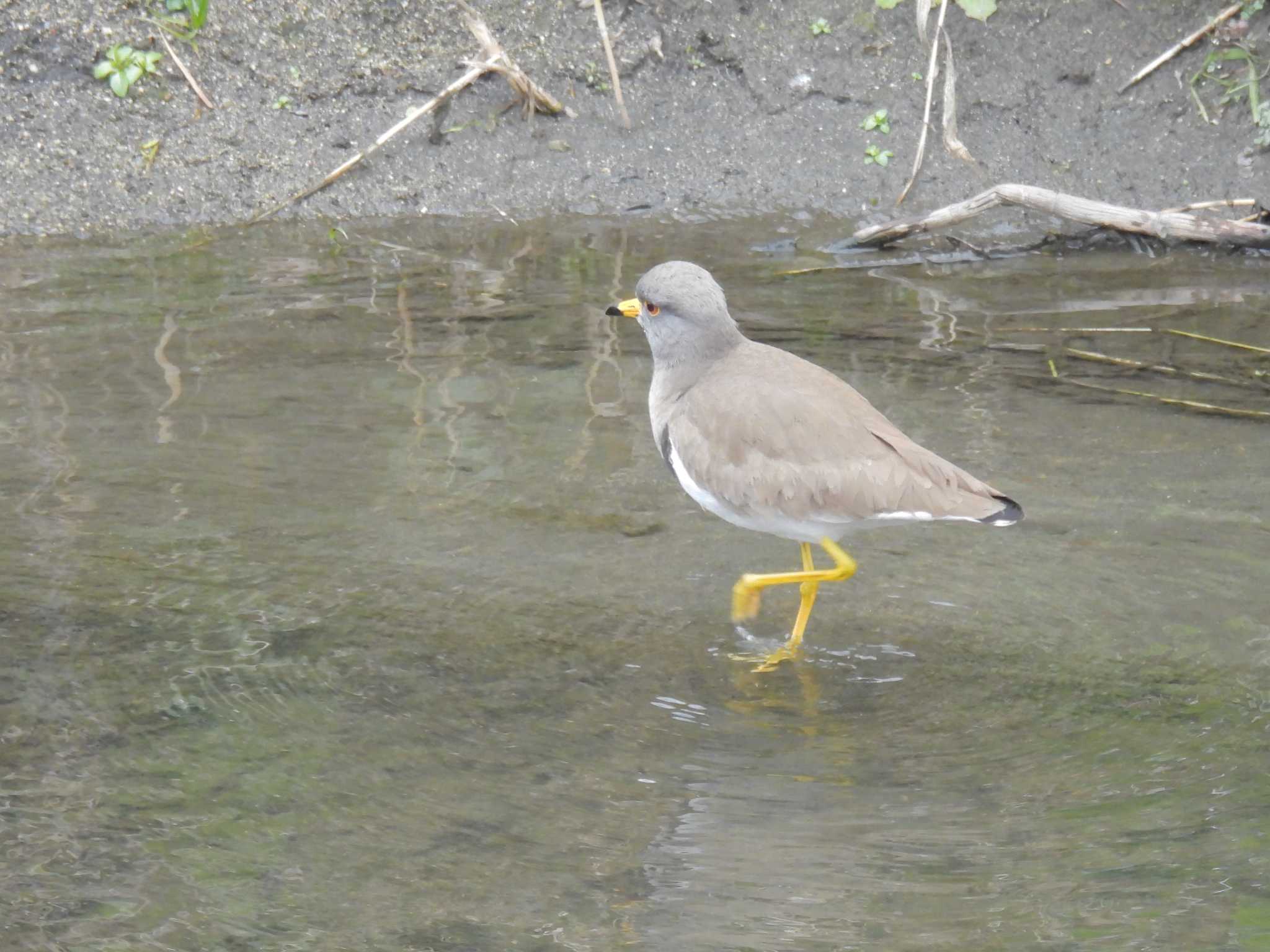 Grey-headed Lapwing