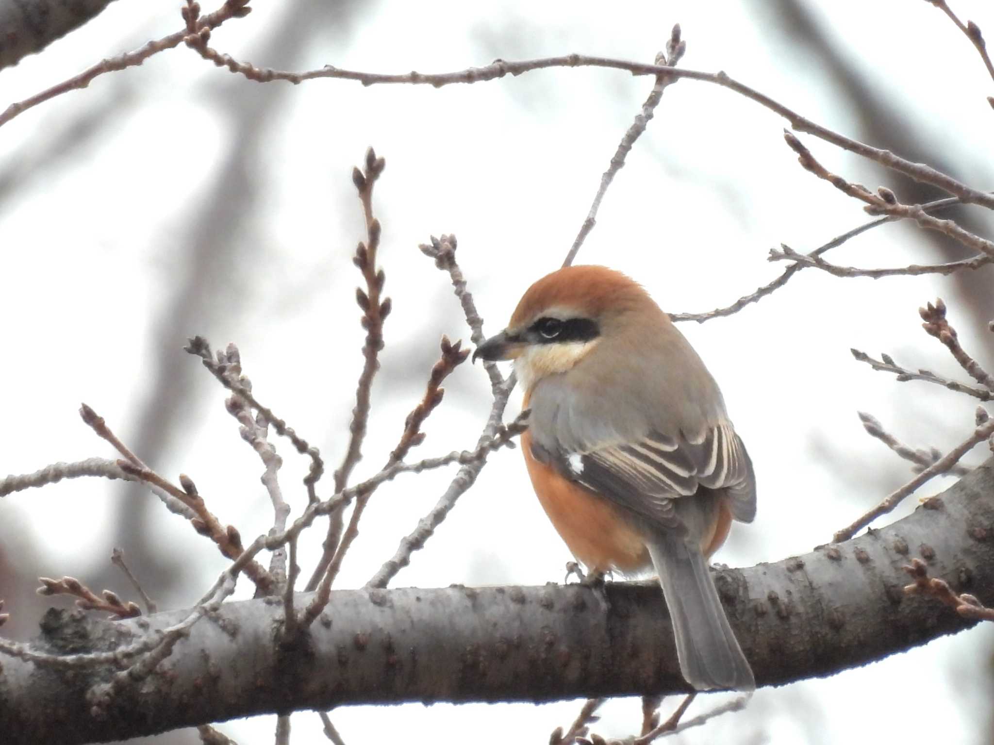 Bull-headed Shrike