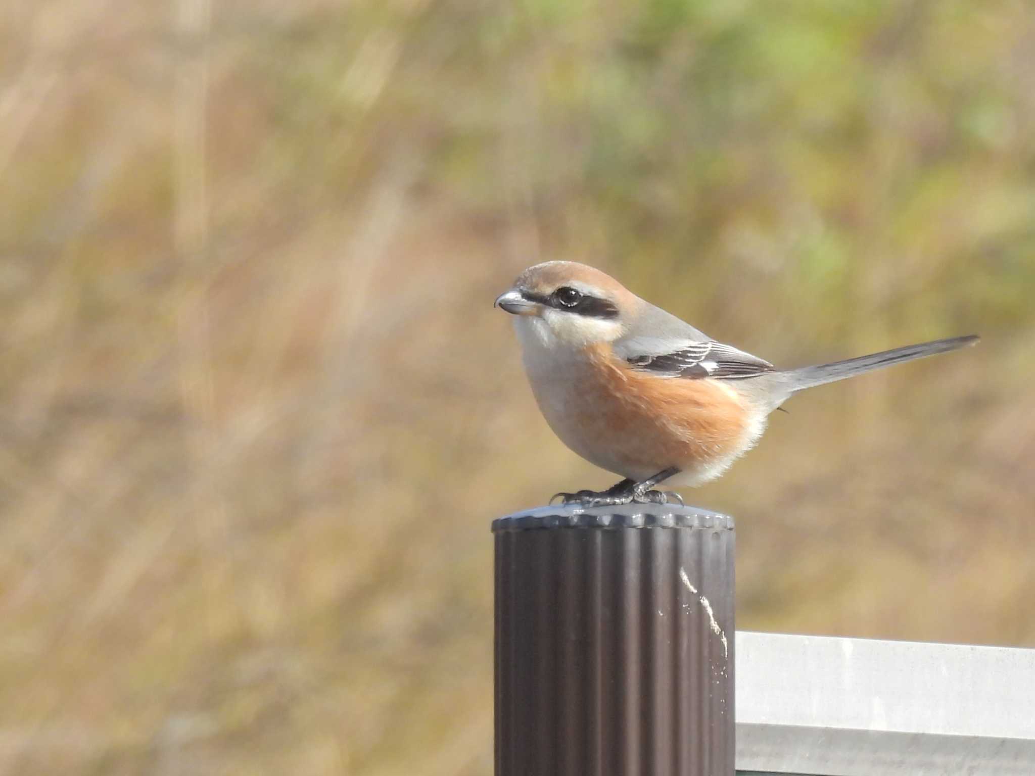 Bull-headed Shrike