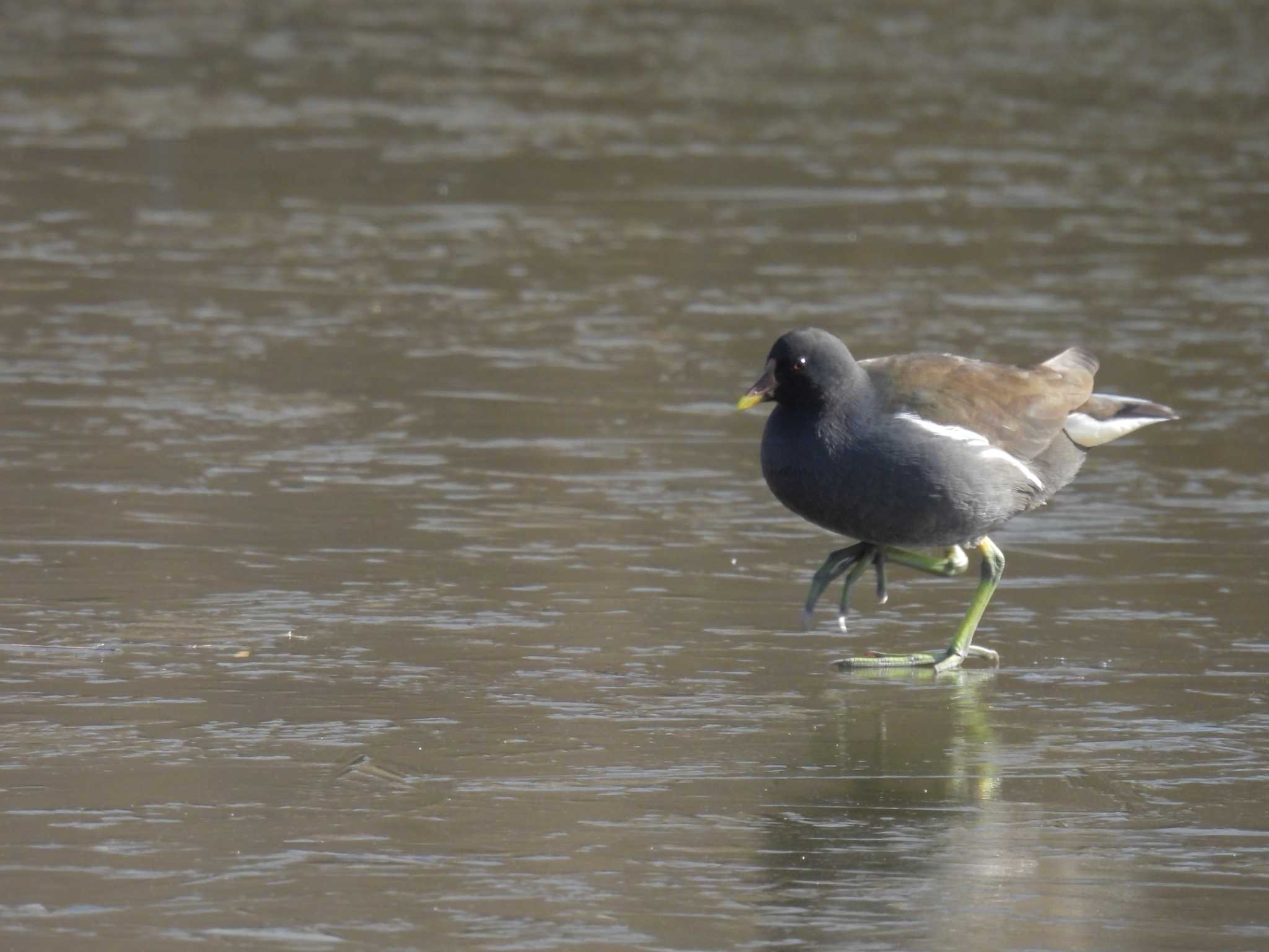 Common Moorhen